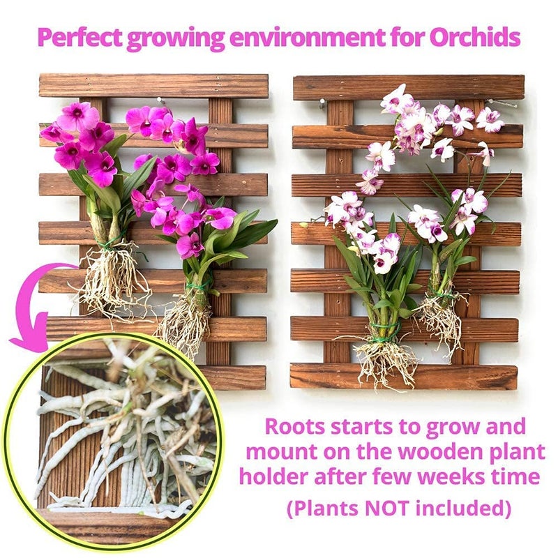 ShopLaLa Wall Planter - 2 Pack Wooden Orchid Planter Frame Display Outdoor Plants, Wall Mount Air Plants Succulent Holder Hanger, Vertical Garden Plant Wall Decor Macetas para Orquideas 15.7" (40cm) - Image 3